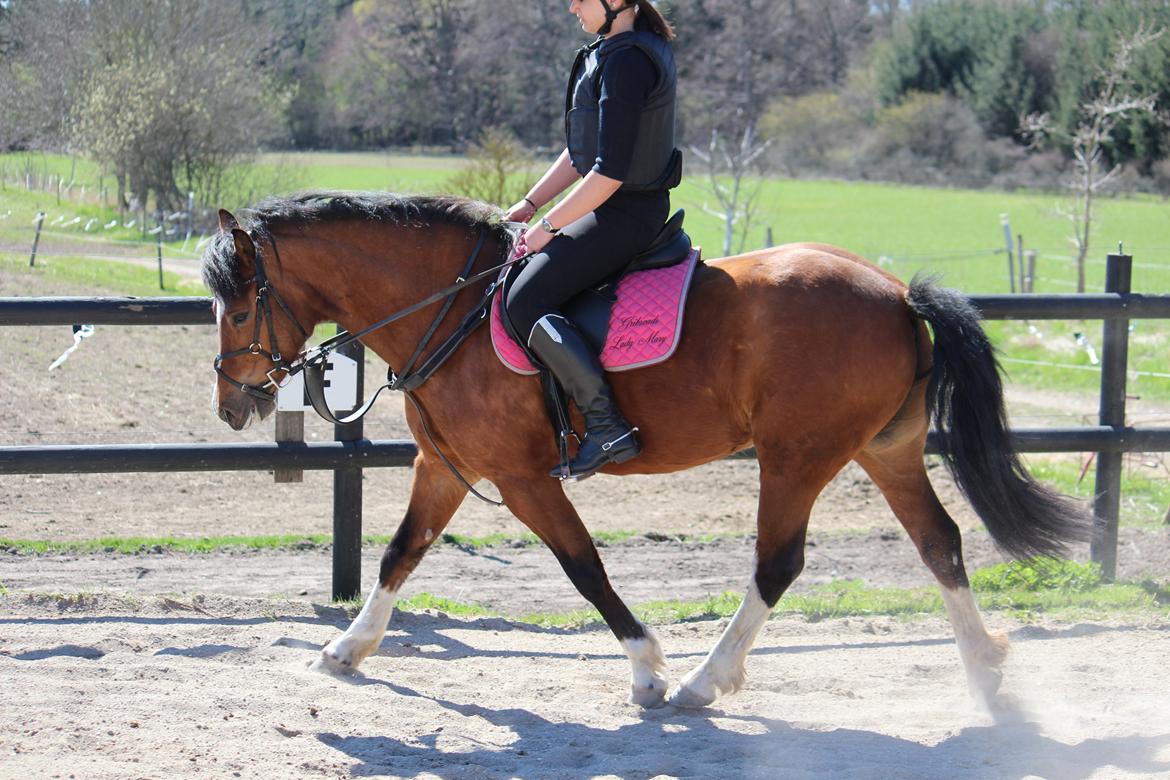 Welsh Pony af Cob-type (sec C) Gribsvads Lady Mary billede 9