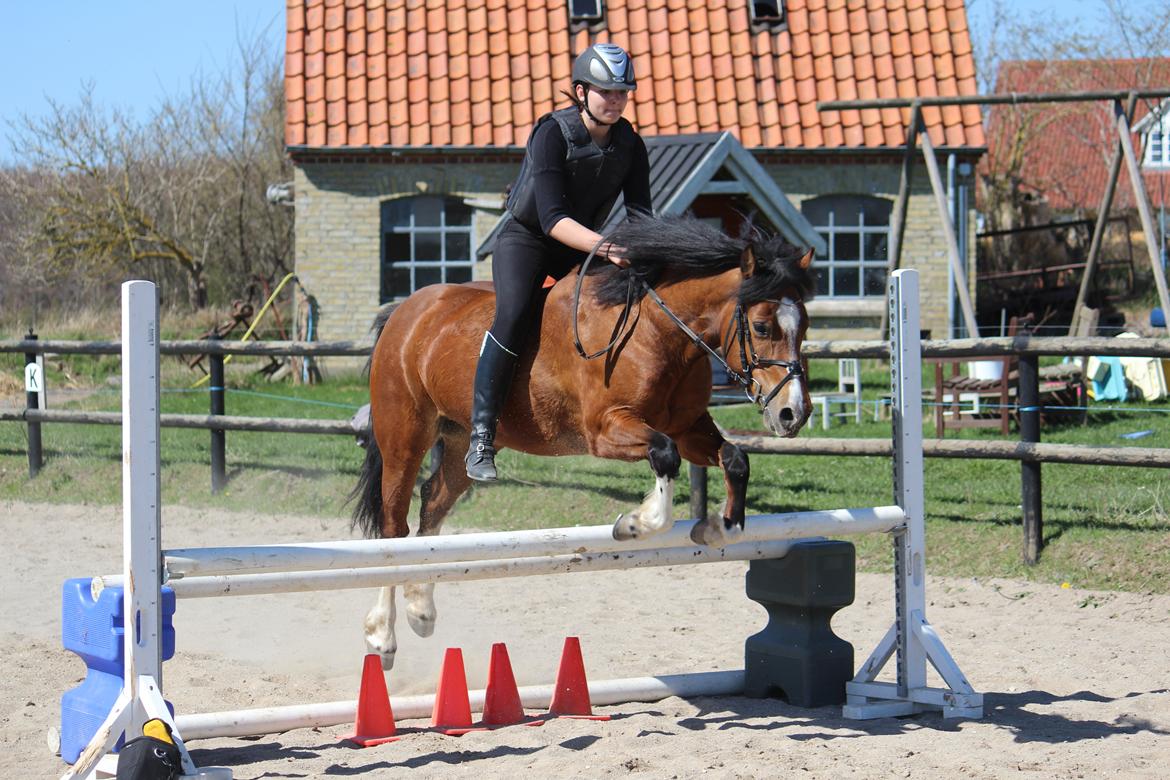 Welsh Pony af Cob-type (sec C) Gribsvads Lady Mary billede 11