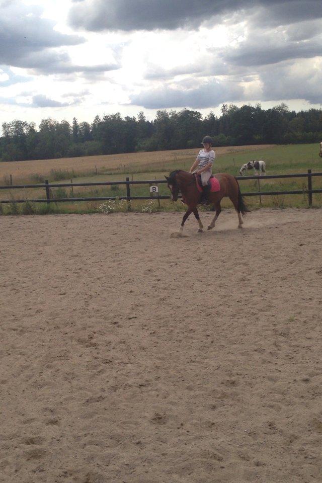 Welsh Pony af Cob-type (sec C) Gribsvads Lady Mary billede 13