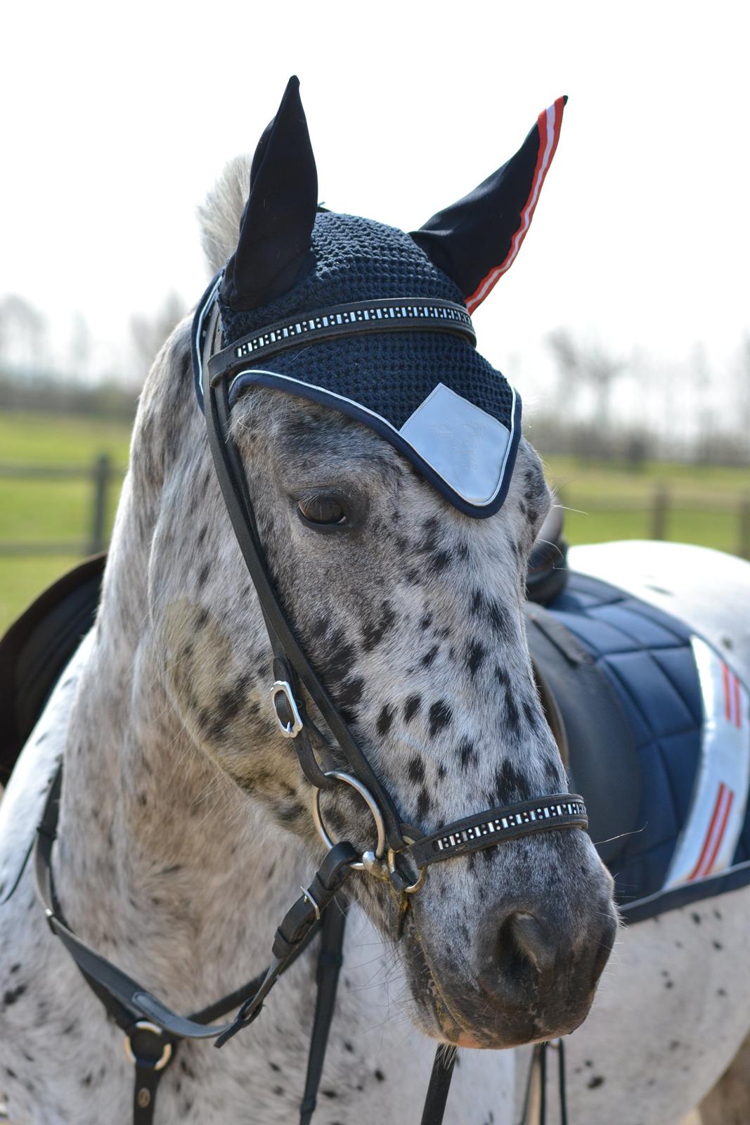 Knabstrupper Xander billede 5