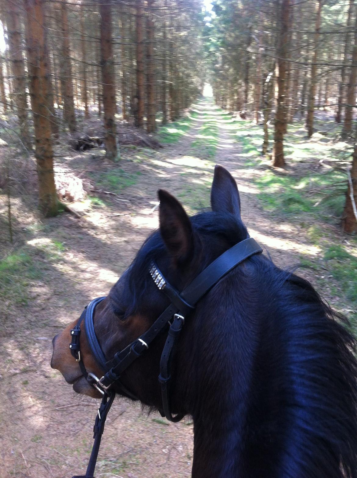 Welsh Pony (sec B) Bjerregaards Katja (Damp-Åse) - En dejlig tur i Hammer bakker!  billede 11