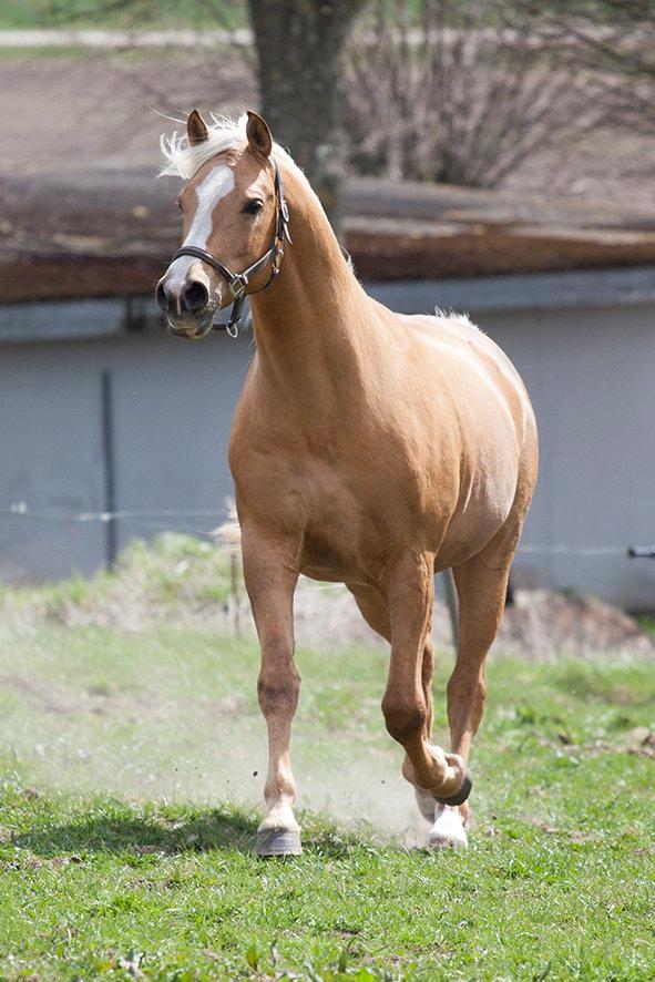 Palomino King's knight - 5-5-2013 Smukke fyren kommer og hilser på :) billede 7