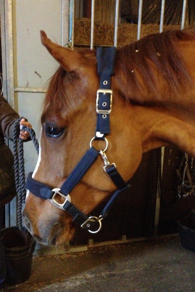 Tysk Sportspony Golden flame R.I.P - Jimmy i laden <3 billede 13