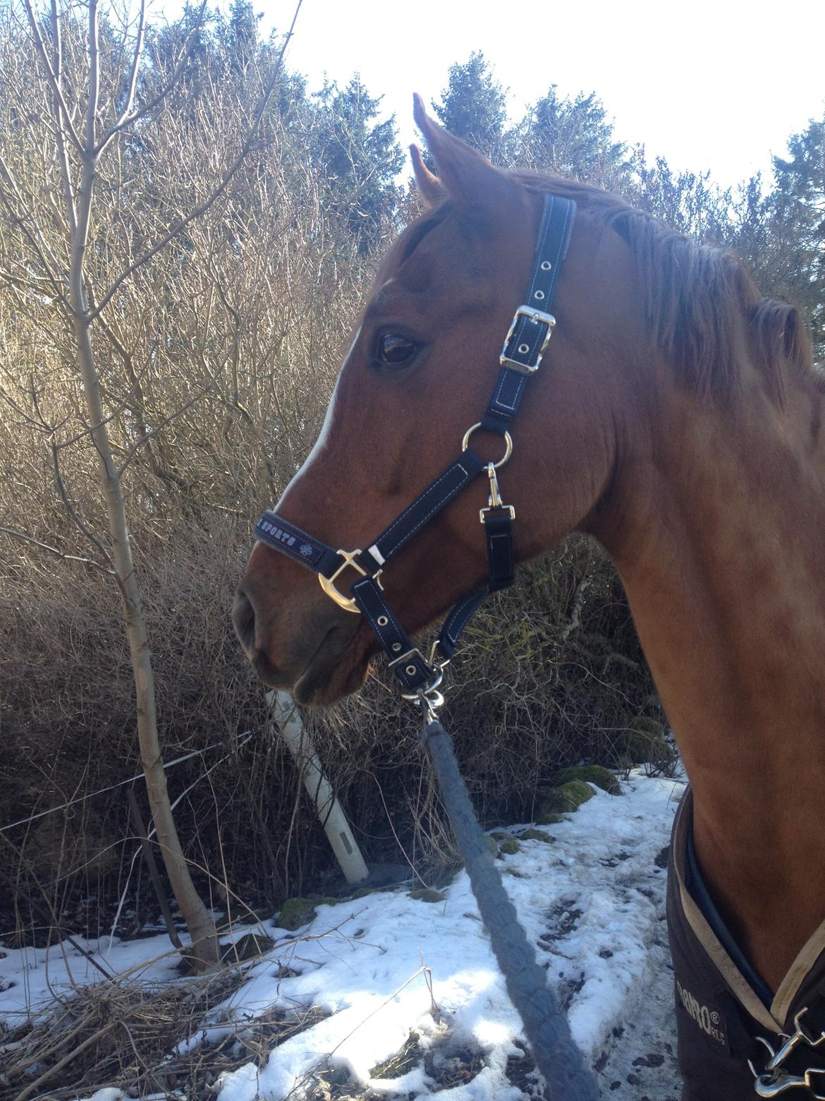 Tysk Sportspony Golden flame R.I.P - Jimmy ude at gå tur i sneen <3 billede 14