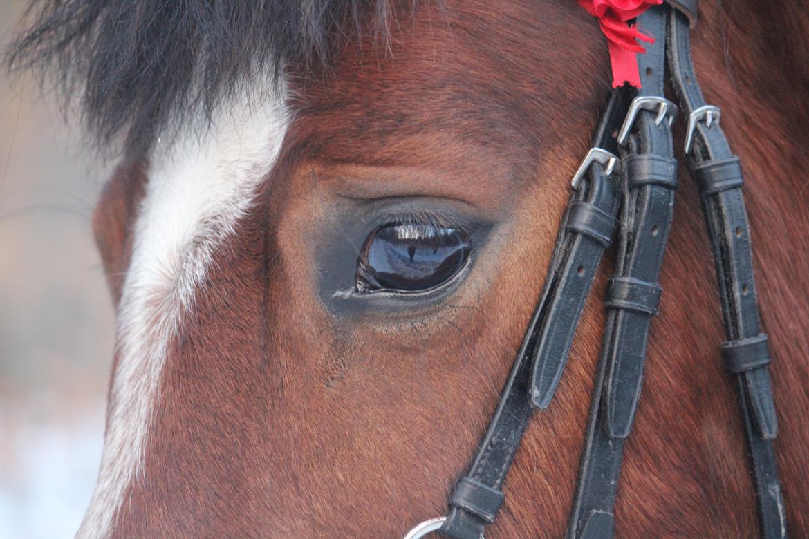 Welsh Pony af Cob-type (sec C) Gribsvads Lady Mary billede 16