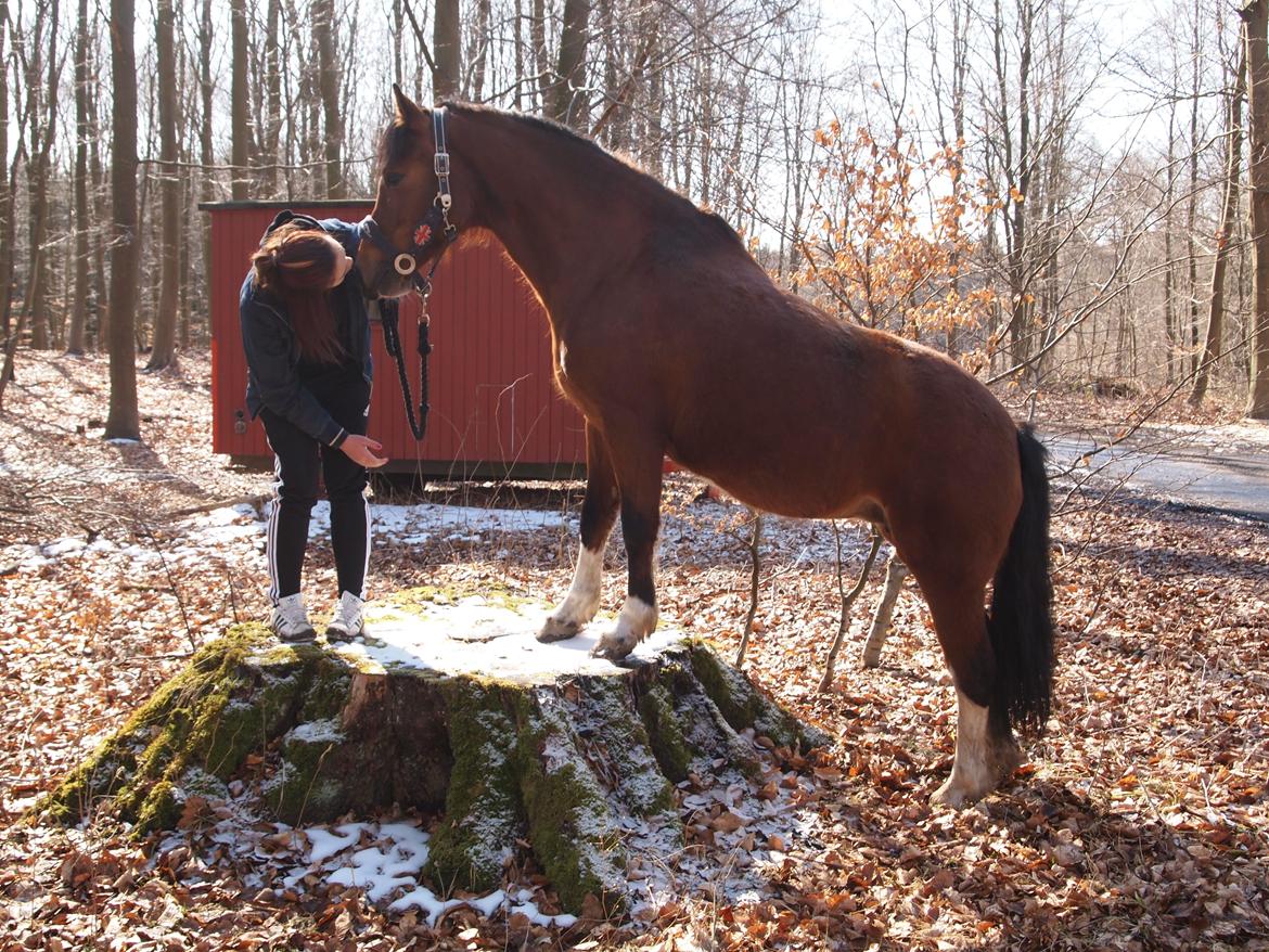 Welsh Pony af Cob-type (sec C) Gribsvads Lady Mary billede 1