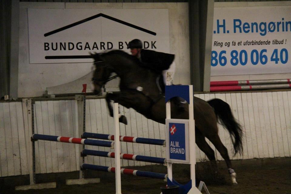 Dansk Varmblod Caribio - Anne, hans ejer, og Cribbo til springstævne i SIR  billede 2