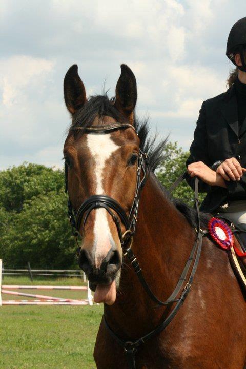 Dansk Varmblod Caribio - Baby <3 billede 3