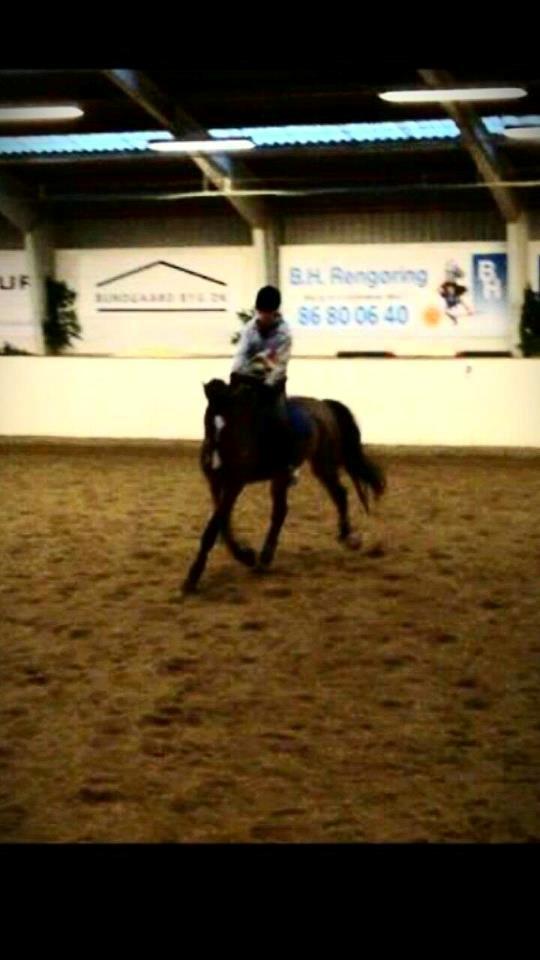 Dansk Varmblod Caribio - Dejlige hest! <3 billede 4