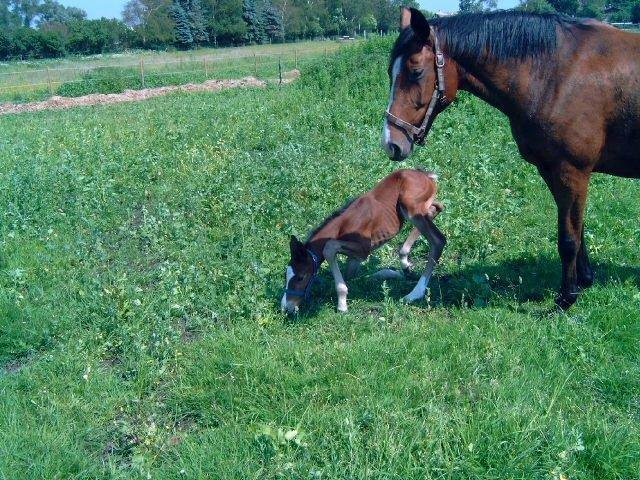 Dansk Varmblod Caribio - Cribbo som føl<3 billede 5