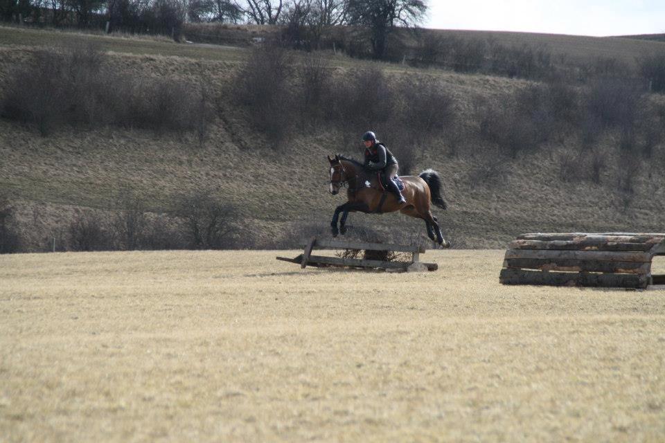 Dansk Varmblod Caribio - Anne, Cribbos ejer, og Cribbo til terræn træning på Skårup Overgård billede 7