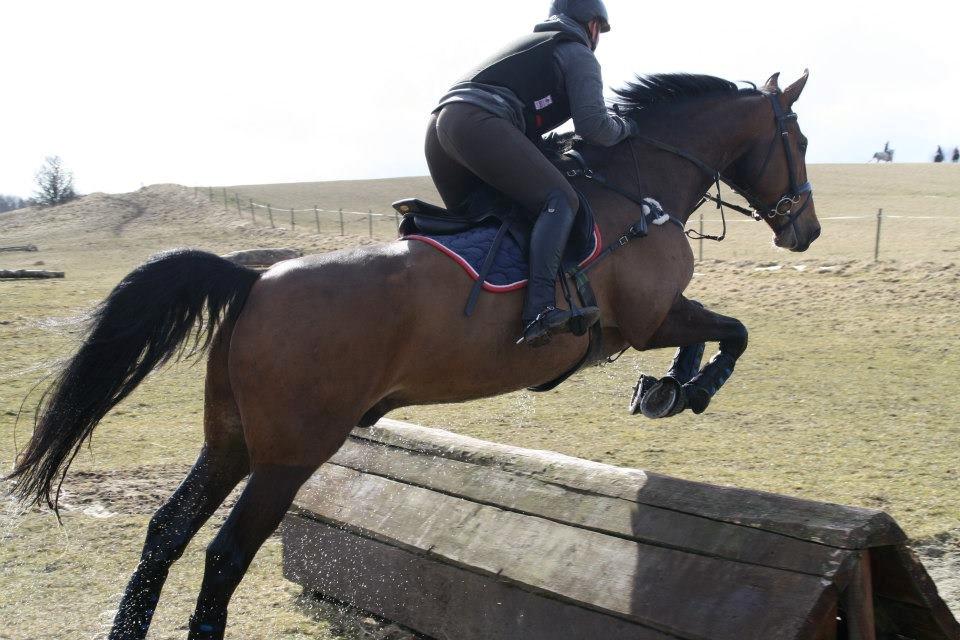 Dansk Varmblod Caribio - Anne, Cribbos ejer, og Cribbo til terræn træning på Skårup Overgård billede 8