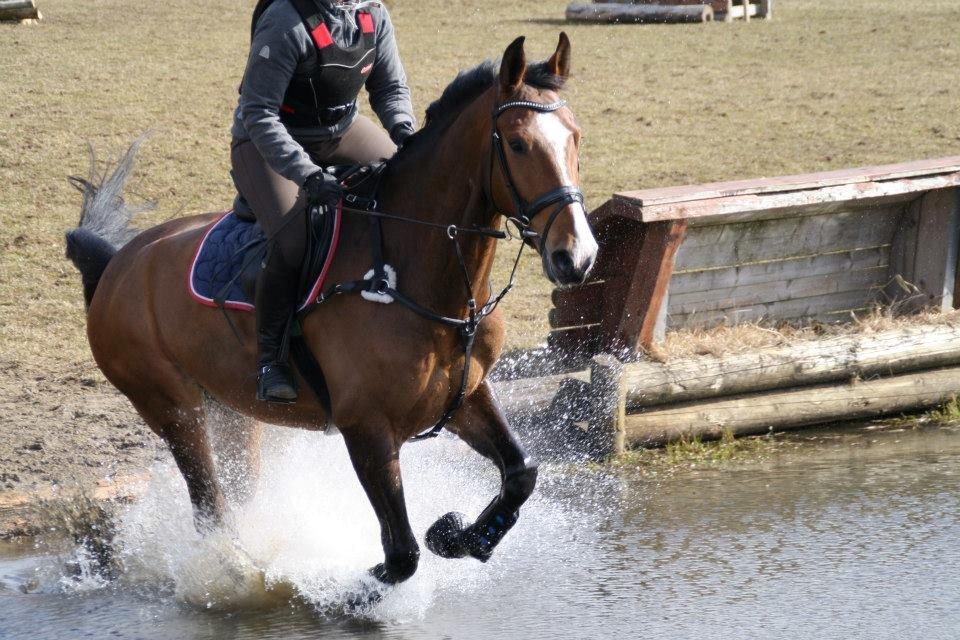 Dansk Varmblod Caribio - Anne, Cribbos ejer, og Cribbo til terræn træning på Skårup Overgård billede 9