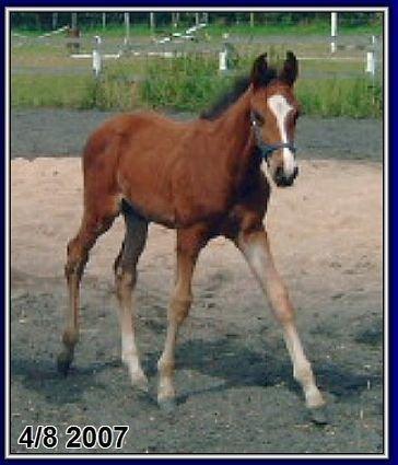 Dansk Varmblod Caribio - Cribbo som føl<3 billede 6