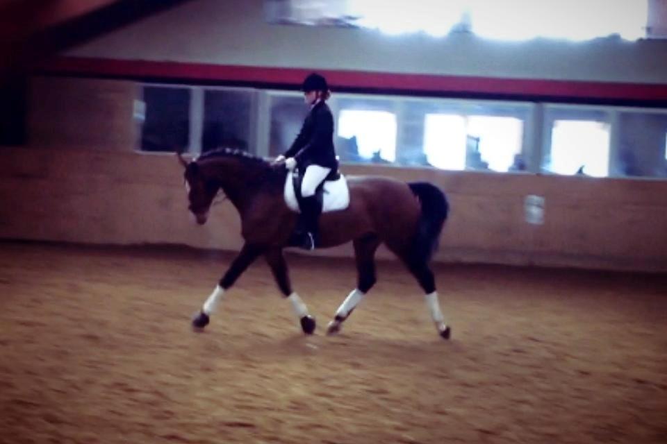 Dansk Varmblod Caribio - Cribbo og jeg til vores første stævne sammen. LC1. Elsker den hest! <3 billede 1