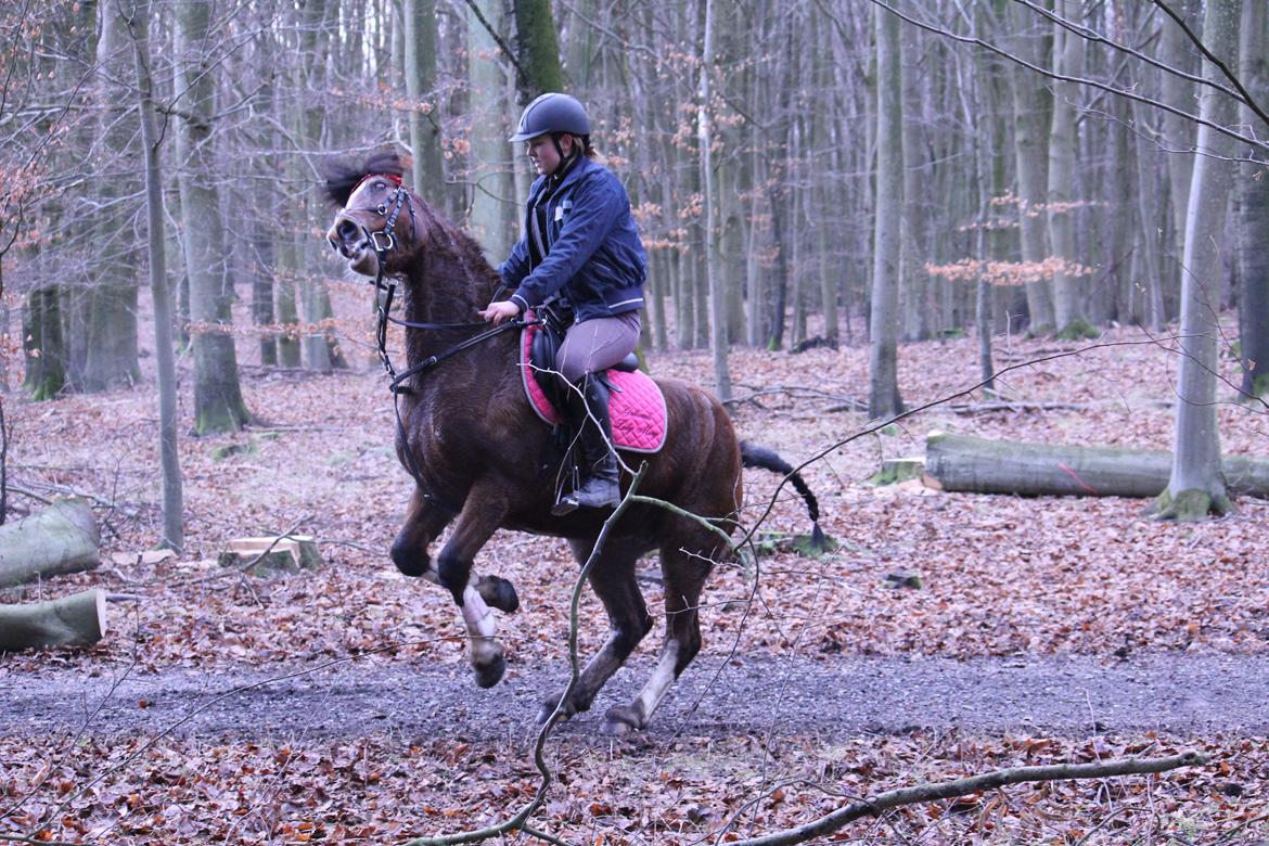 Welsh Pony af Cob-type (sec C) Gribsvads Lady Mary - når Lady får lidt for meget energi..  billede 15