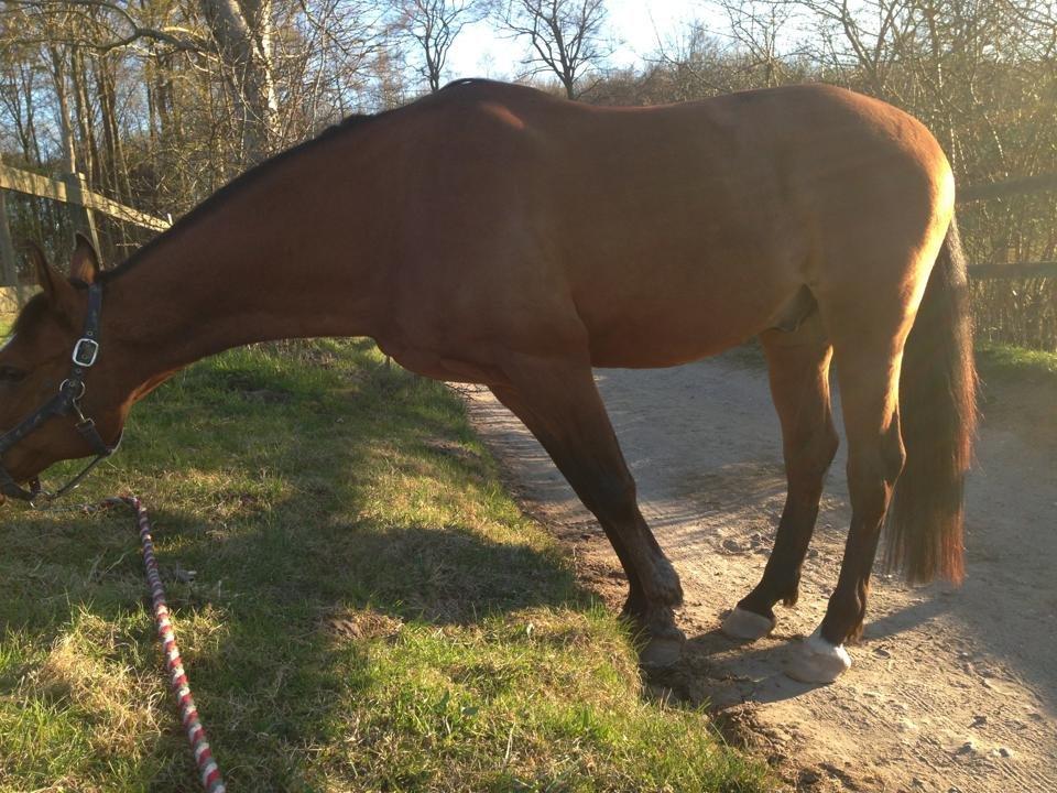 Anden særlig race Dinar - Grimme ;) billede 11