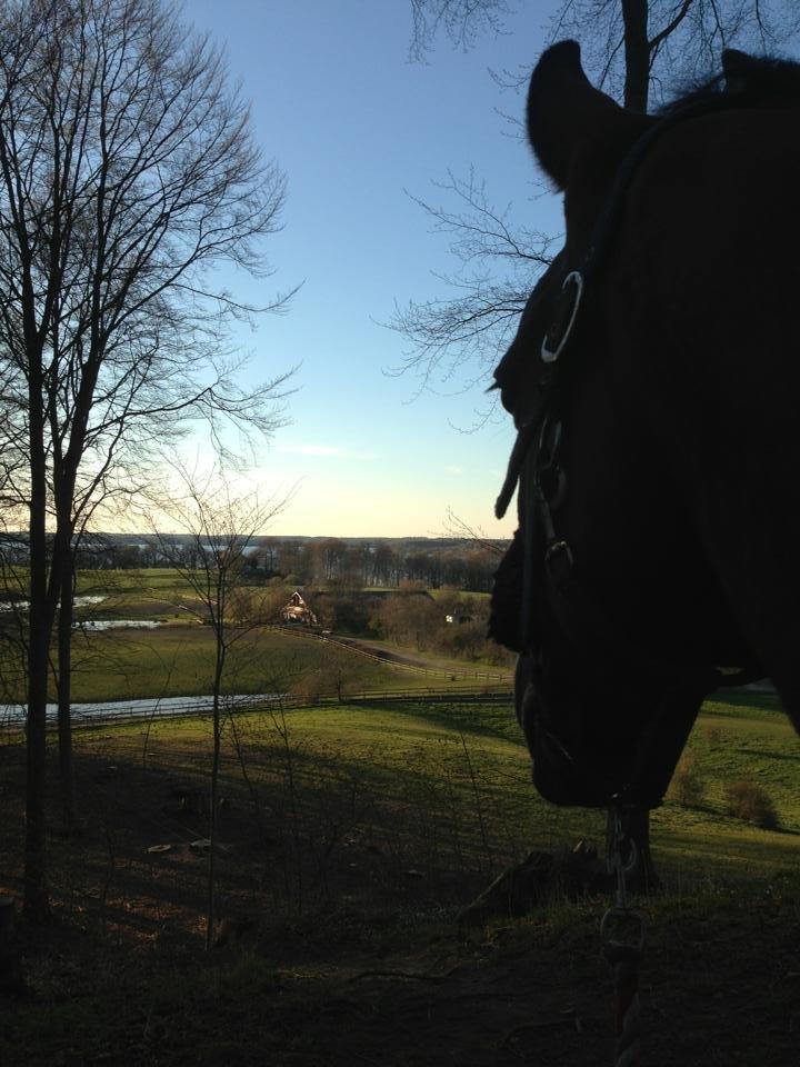 Anden særlig race Dinar - udsigten ned over stalden og foldene billede 13