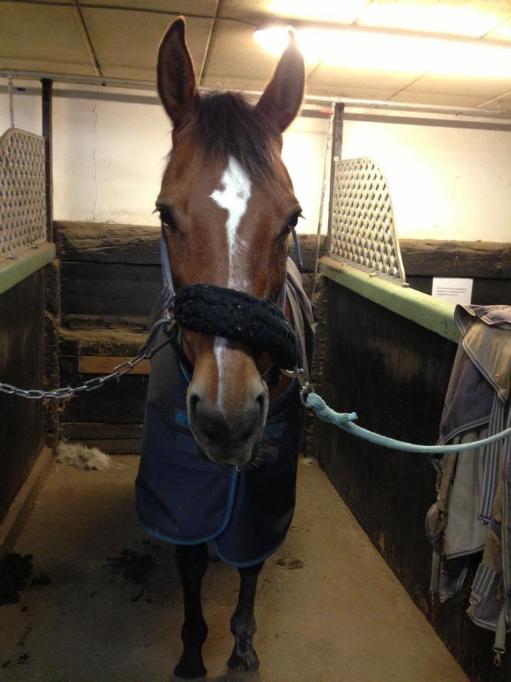 Anden særlig race Dinar - Han lærte endelig at stå på striglepladserne! :) billede 15