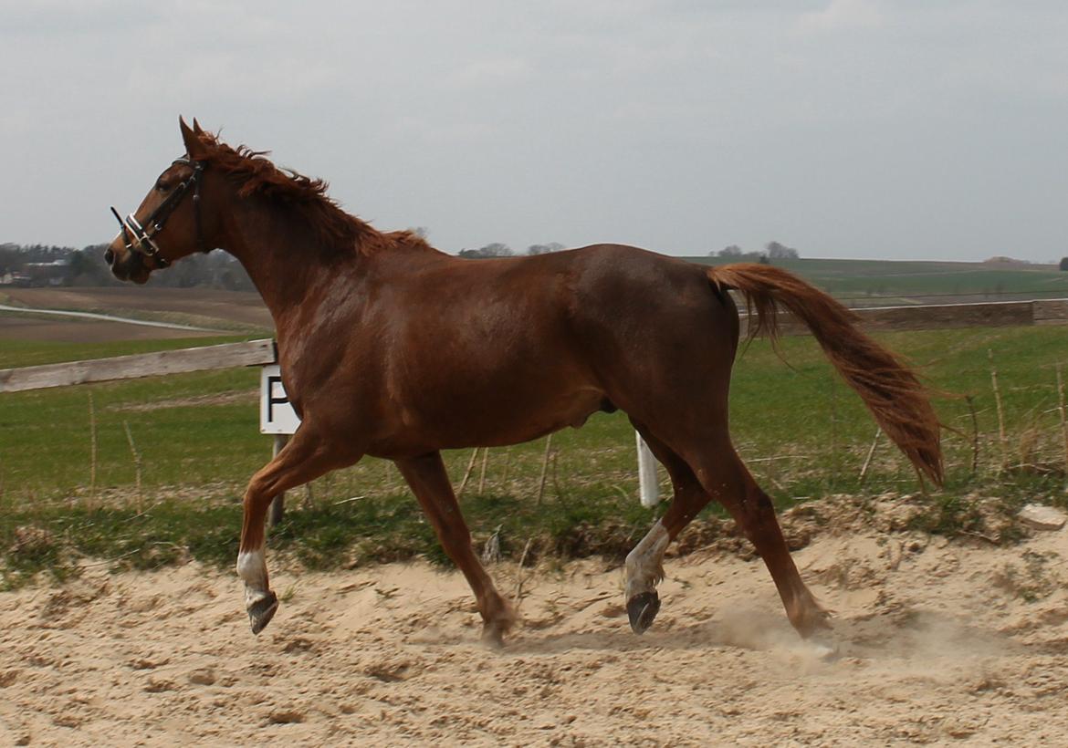 Tysk Varmblod romeo herkules/solgt billede 20
