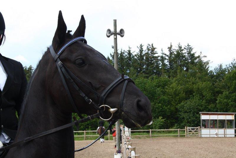 Oldenborg Yasmin - Yasmin til sit første stævne på udebane og sin første La2 (og min) Hun havde mere travlt med at kigge rundt end at høre efter ;) (foto: Helen Plejdrup) billede 3