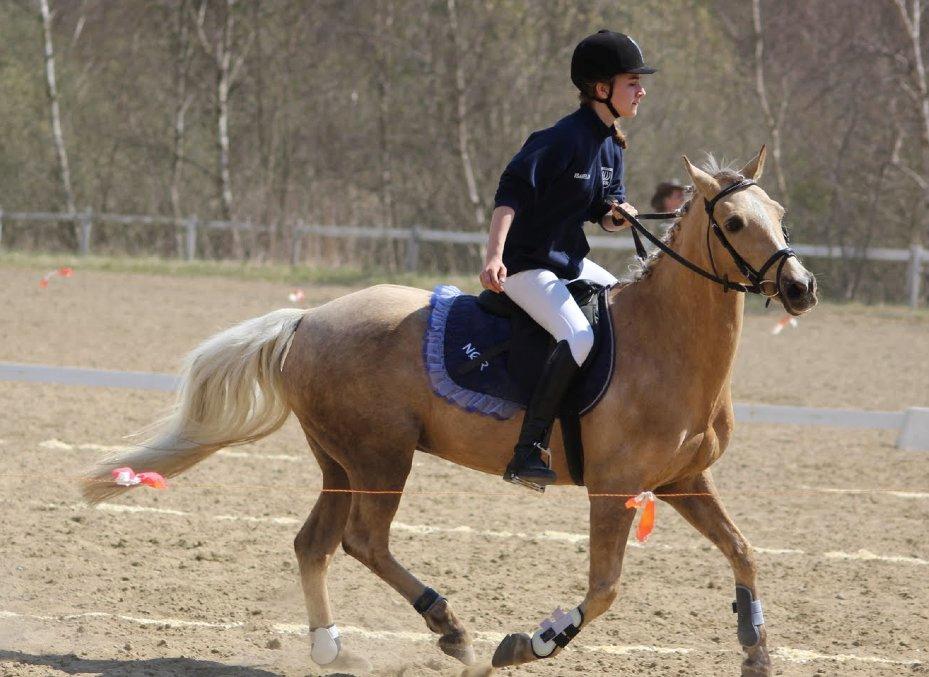 Hollandsk Sportspony Elsa (Eliza) - Lånepony - Finalestævne i ponygames 2013 - vores hold vandt! <3 billede 5