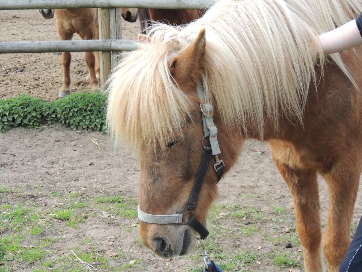 Islænder Fenja fra Roelsgaard - Søvnig hest efter en god træning billede 4