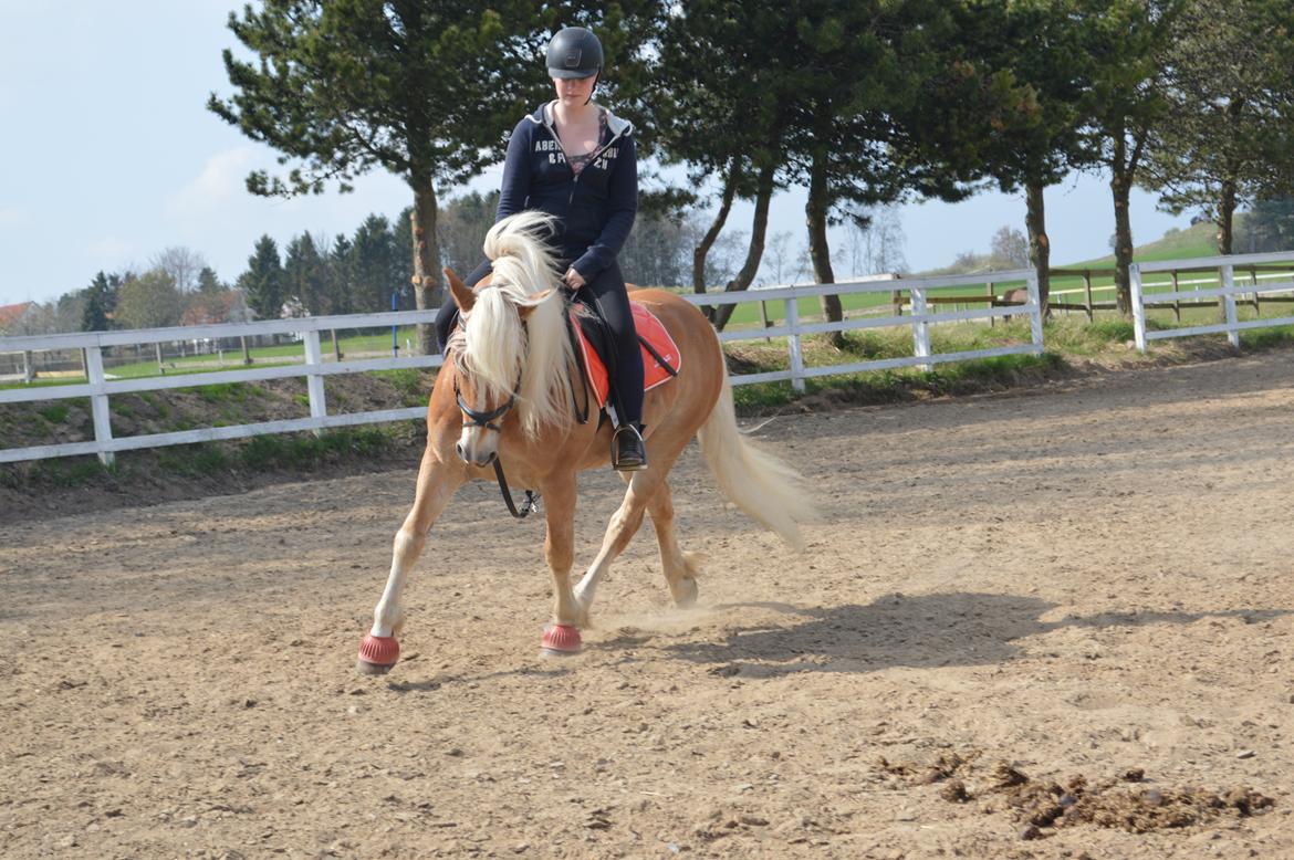 Tyroler Haflinger stuwart billede 7