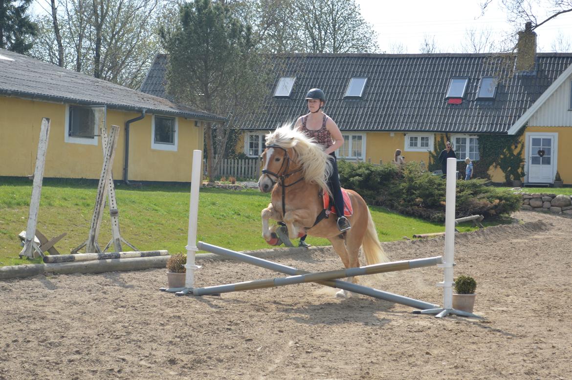 Tyroler Haflinger stuwart billede 5