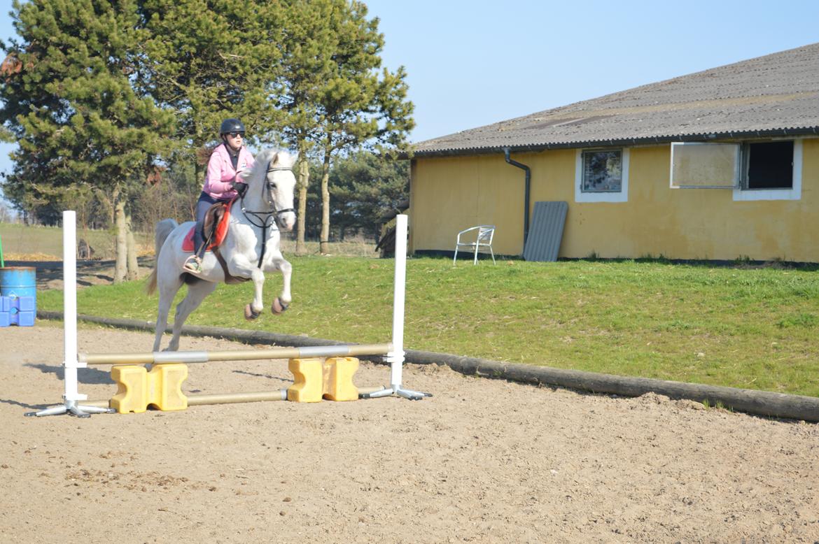 Arabisk fuldblod (OX) Zasba (Teddy) <3 - wiii vi springer:D
 billede 5