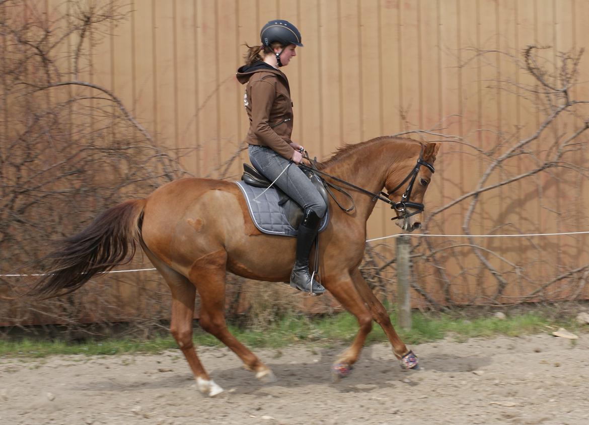 Anden særlig race Amazing Amy - 21.04.13 - Galop billede 20