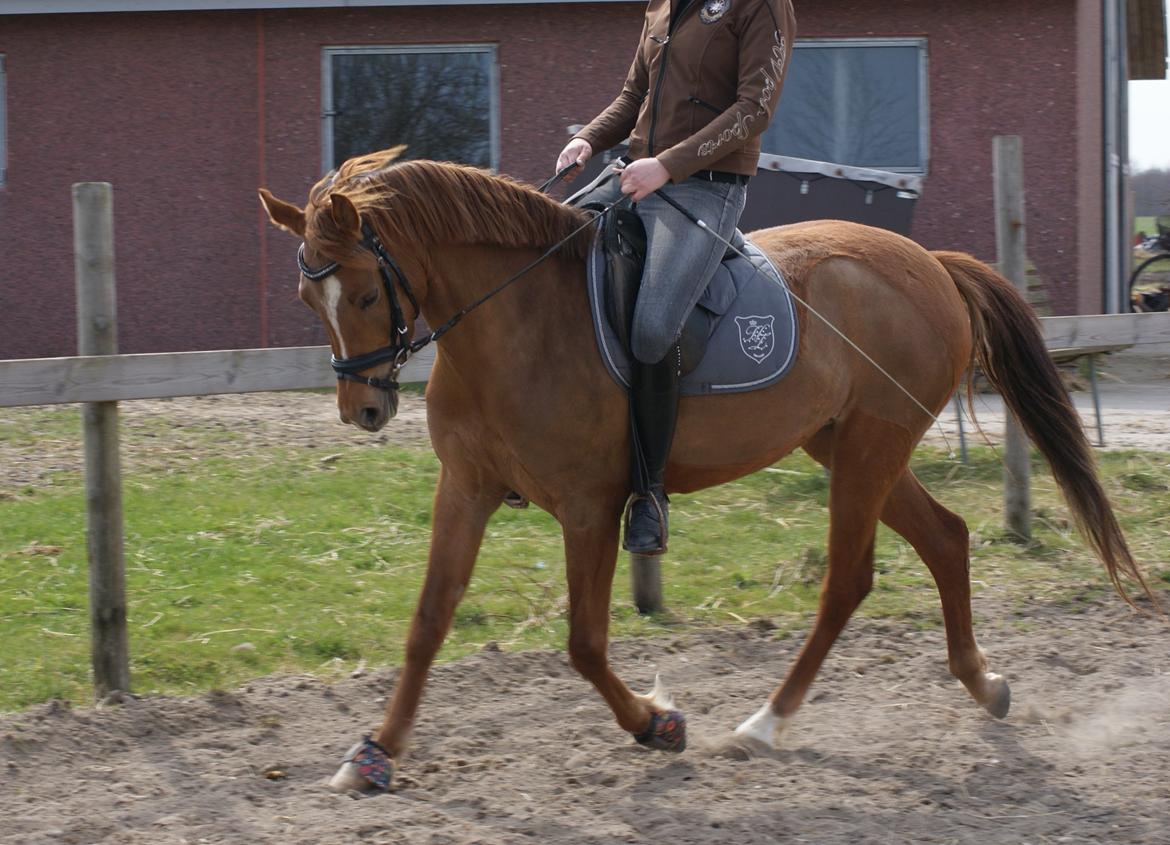 Anden særlig race Amazing Amy - 21.04.13 - Traver så fint, så fint! Bare vent til den kan sætte og samle sig :-) billede 1