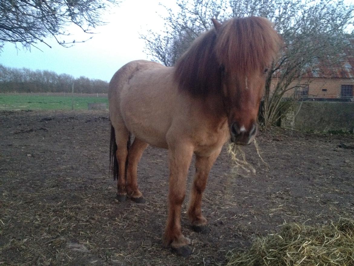 Islænder Baldur billede 11