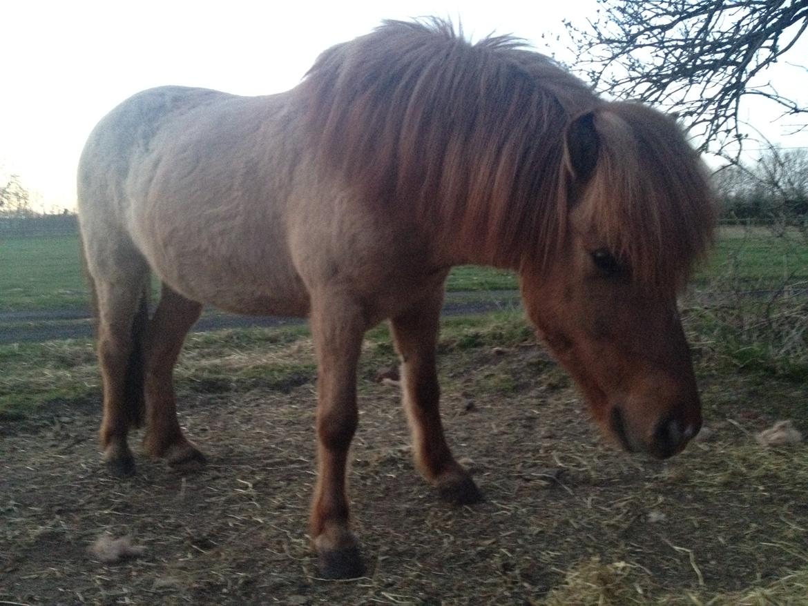 Islænder Baldur billede 12