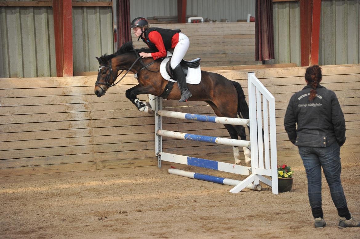 New Forest Feldholm's Penny billede 13