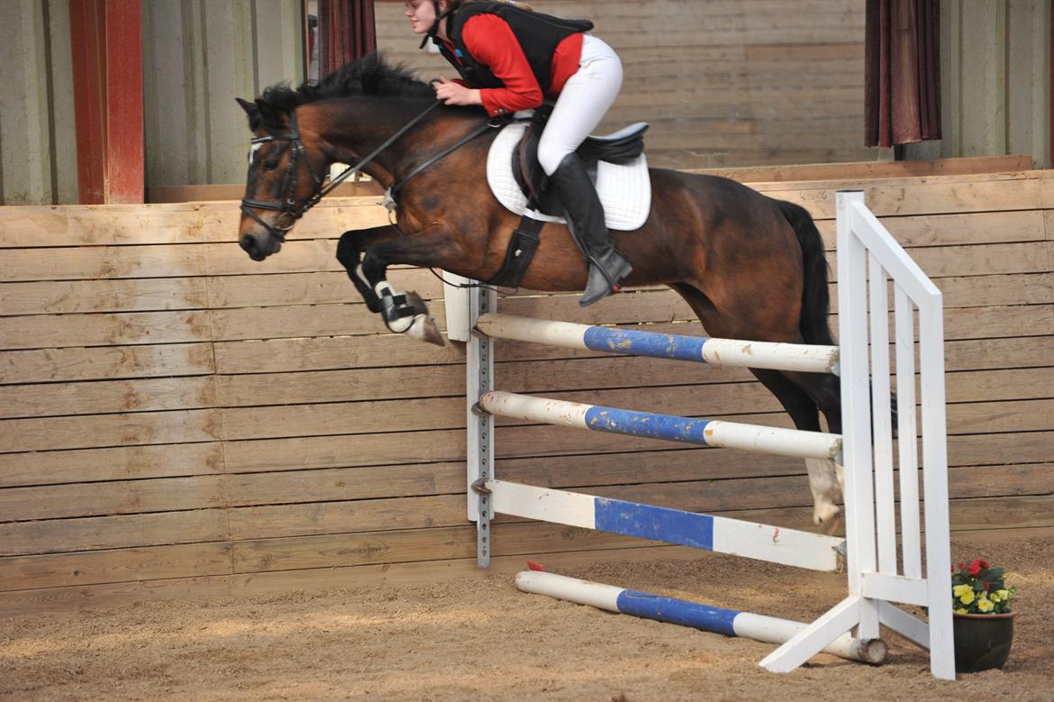 New Forest Feldholm's Penny - Springer da lige 1,10 som var det ingenting :-)) billede 3