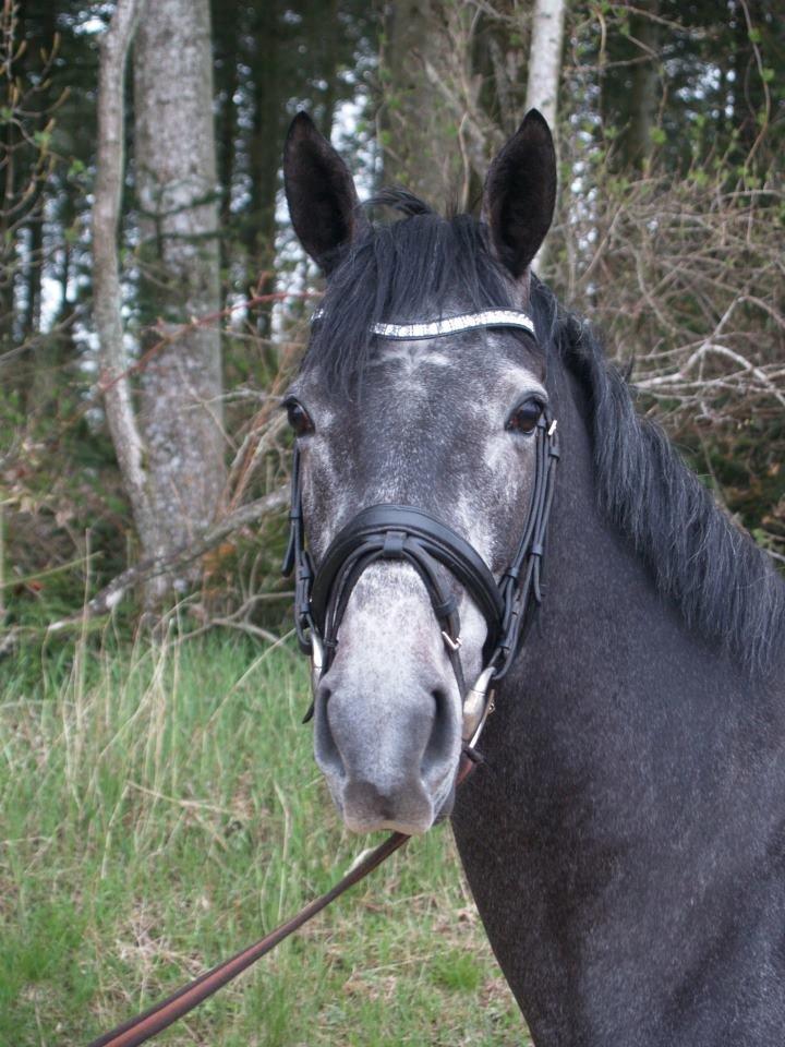 Dansk Varmblod DONNA CASTALINA billede 3