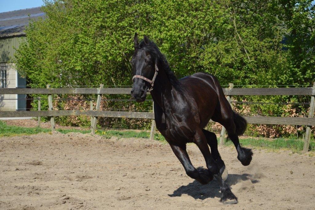 Frieser Crook billede 3