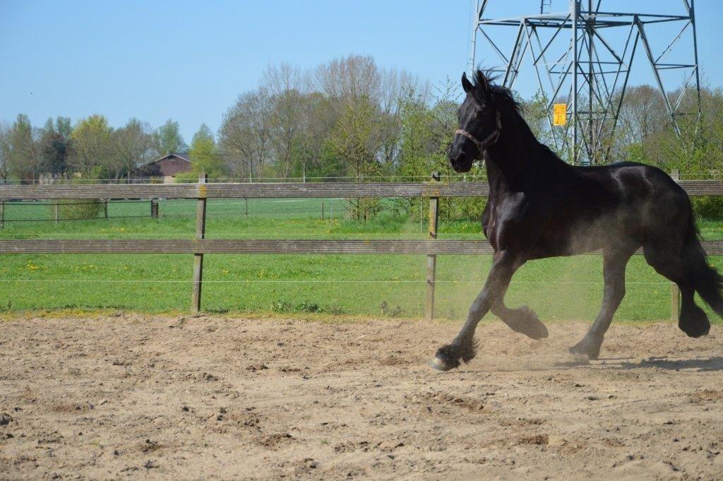 Frieser Crook billede 4