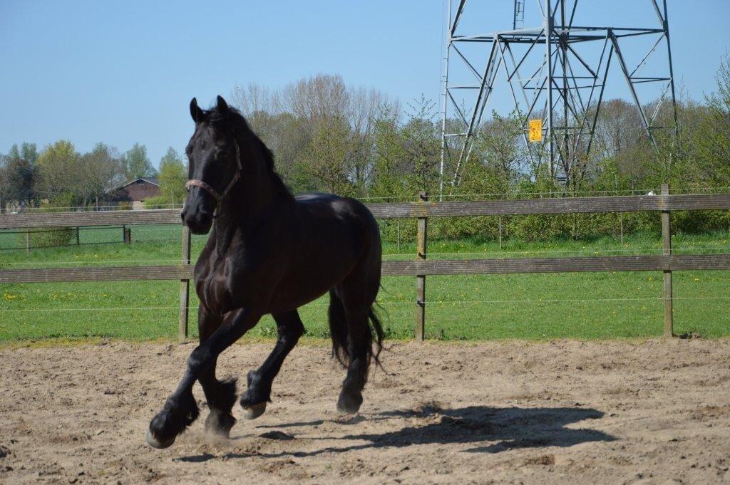 Frieser Crook billede 5