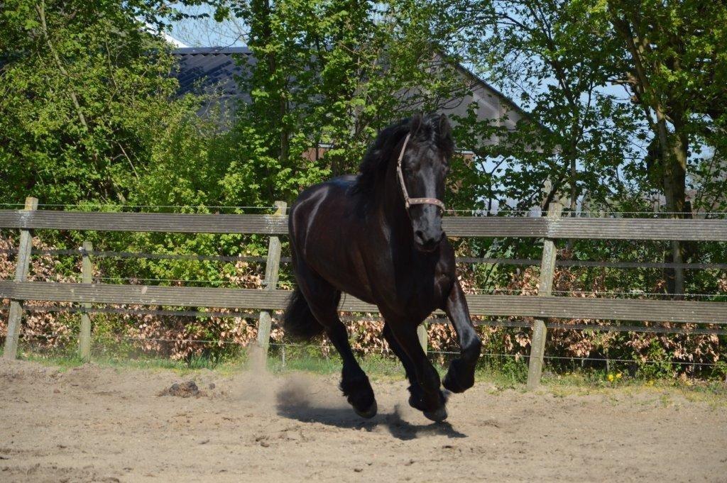 Frieser Crook billede 6