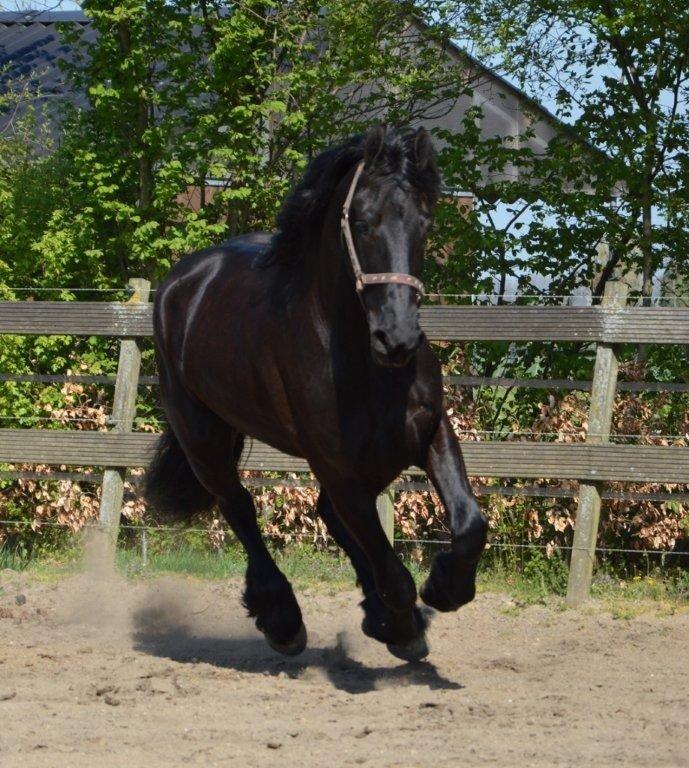 Frieser Crook billede 8