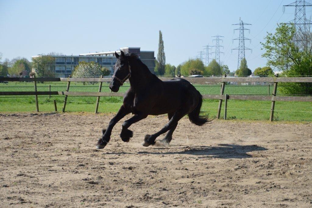 Frieser Crook billede 9