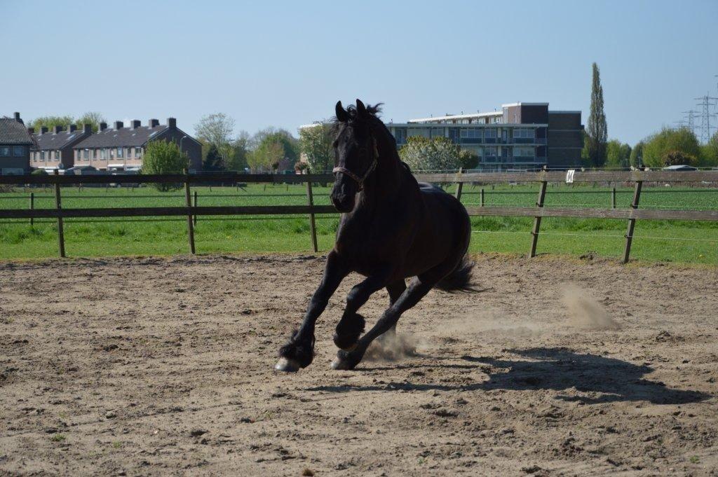 Frieser Crook billede 10