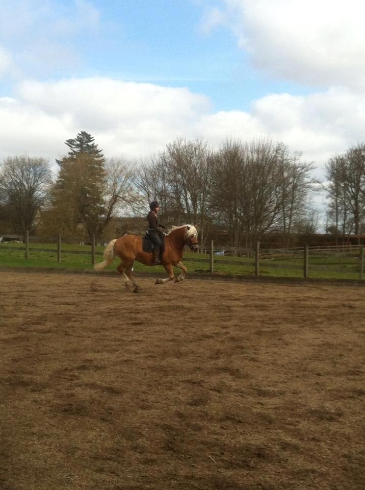 Haflinger Morgan billede 9