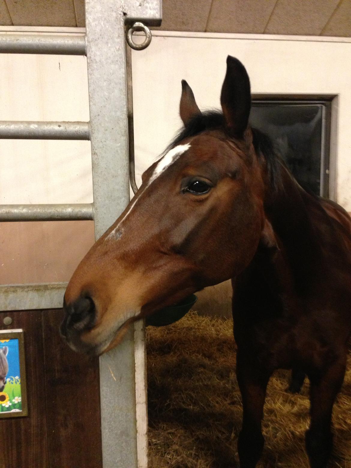 Anden særlig race Chanell - <3 billede 3