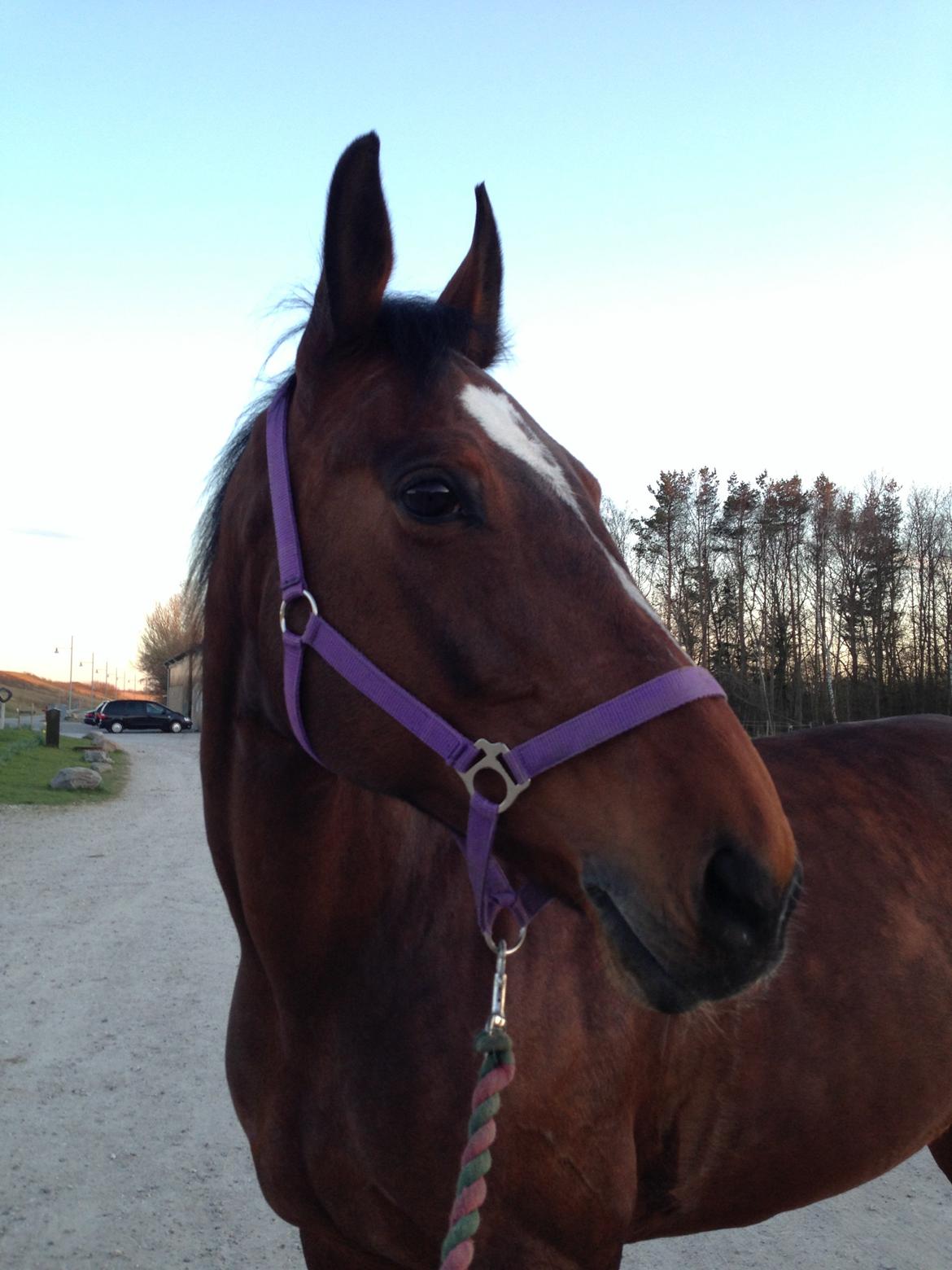 Anden særlig race Chanell - <3 billede 4