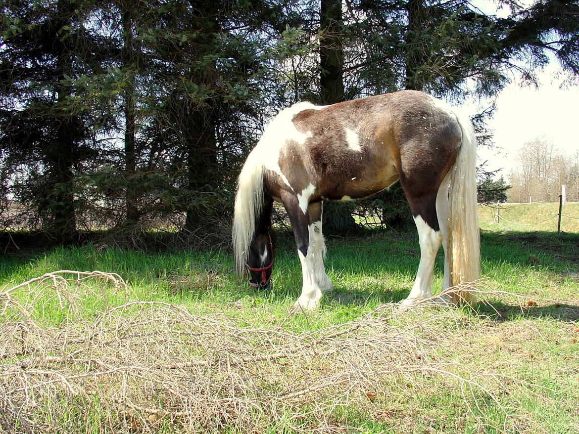 Irish Cob Maddie billede 11