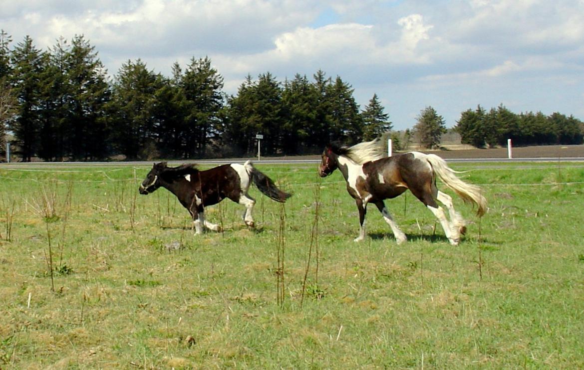 Irish Cob Maddie billede 12