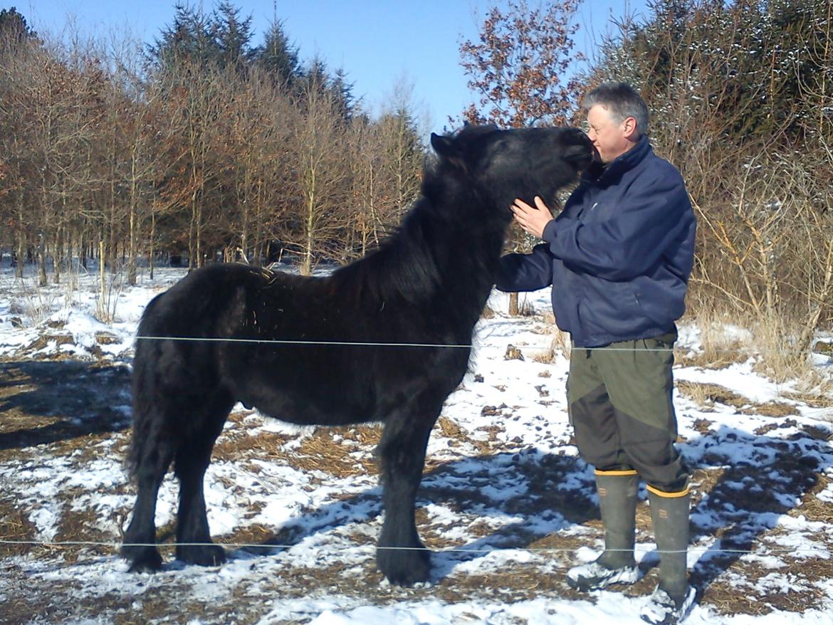 Fell pony Tarpans Fellboy - Kim og Følle er glade for hinanden billede 16